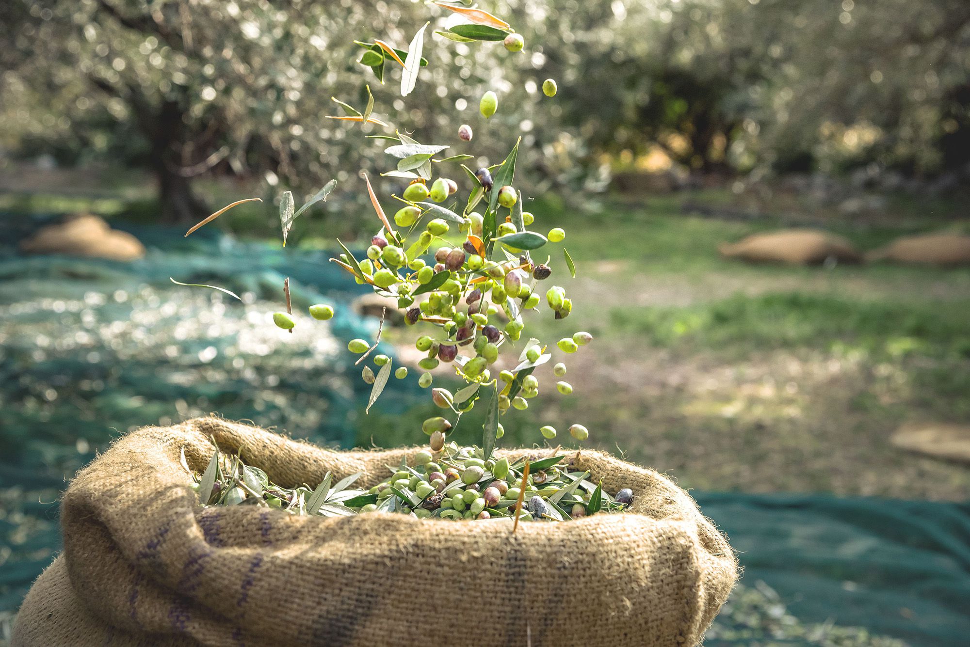frische Oliven, die in einen Jute Sack fallen mit Natur im Hintergrund