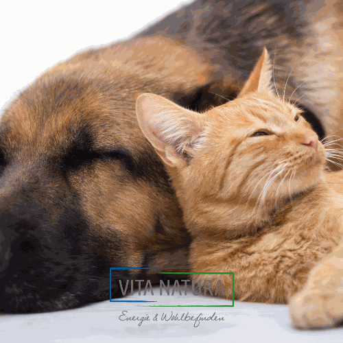 Hund und Katze - gesund mit Ulmenrinden Tinktur