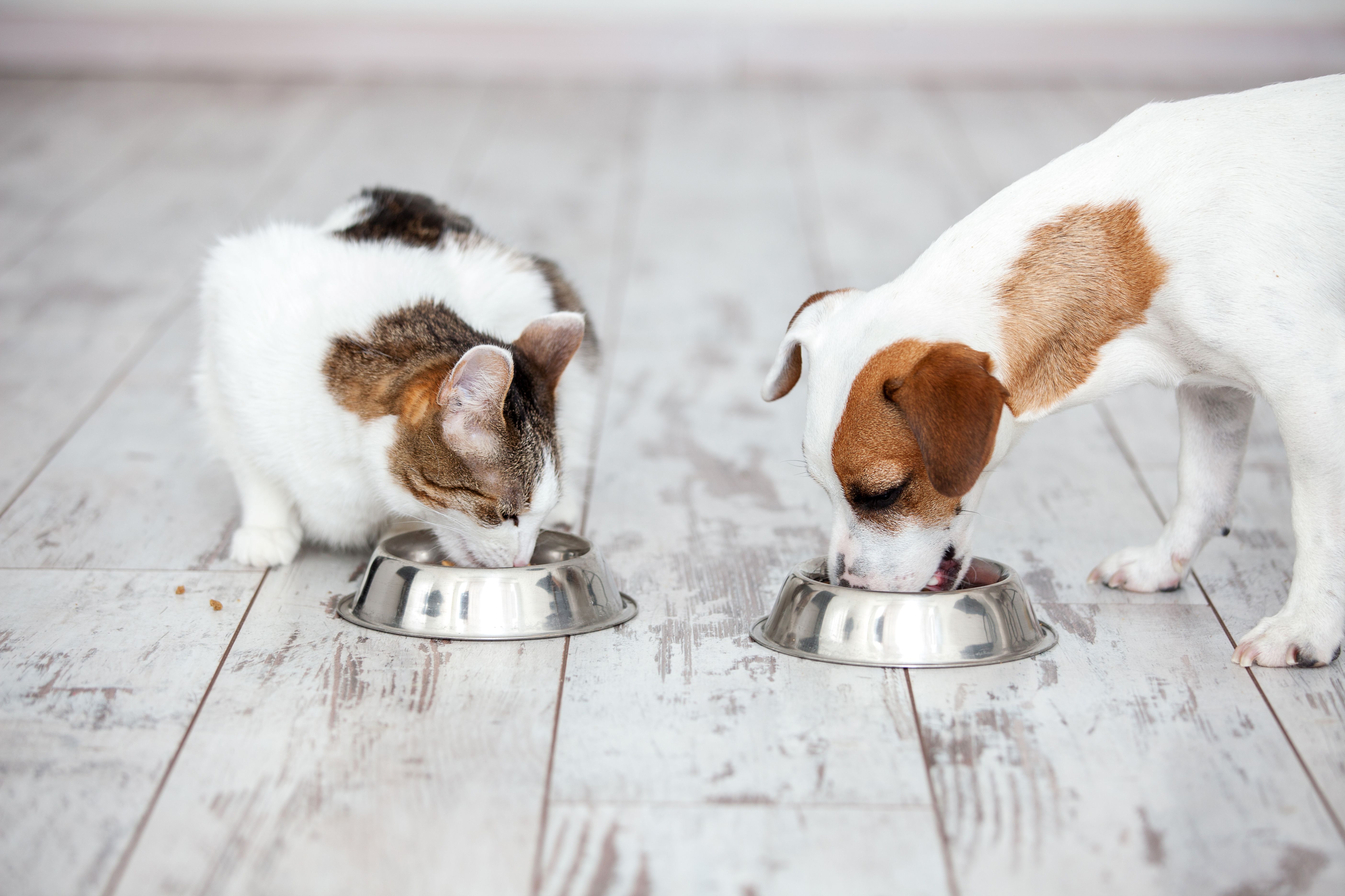 Hund und Katze fressen aus ihrem Napf
