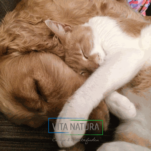 Hund und Katze kuscheln miteinander