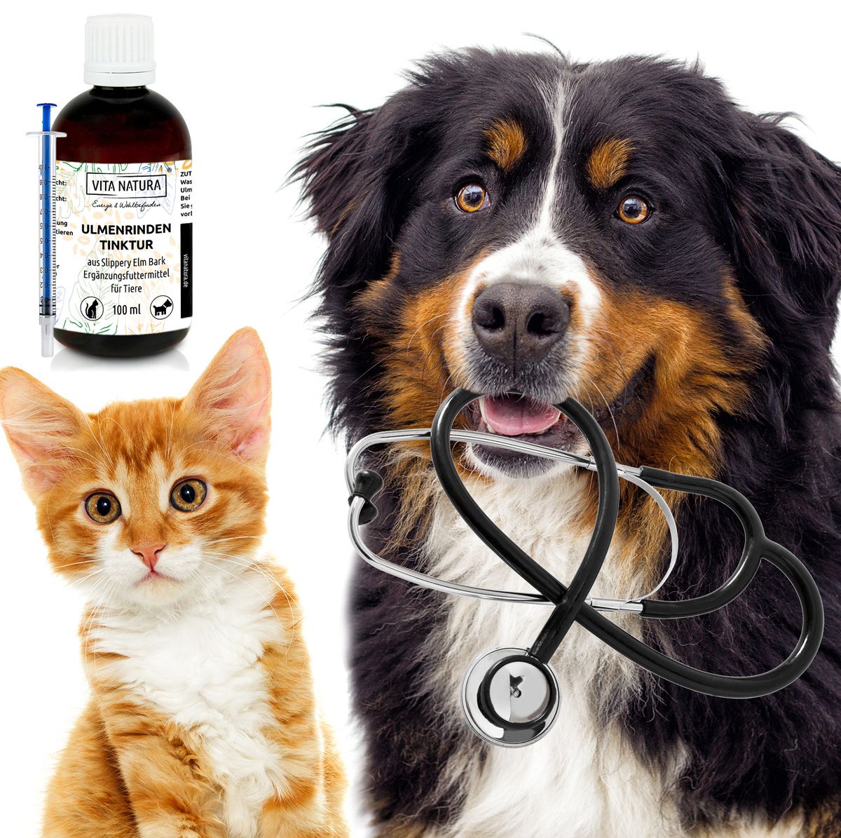 Hund und Katze schauen aufmerksam in die Kamera Hund und Katze schauen aufmerksam in die Kamera